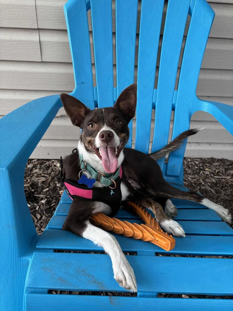 A young small-sized female Tricolor (Brown, Black, & White) Chihuahua dog named Waffles for adoption in Columbia, MO
