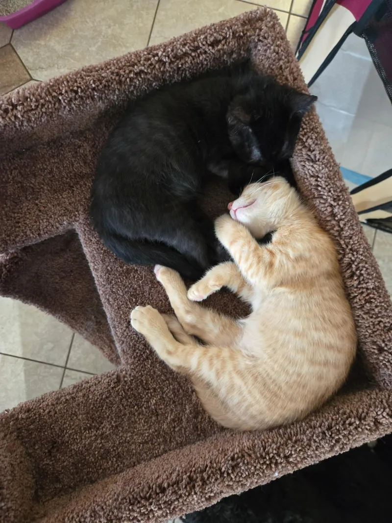 A baby medium-sized male Domestic Short Hair cat named Ziggy for adoption in Riverside, CA