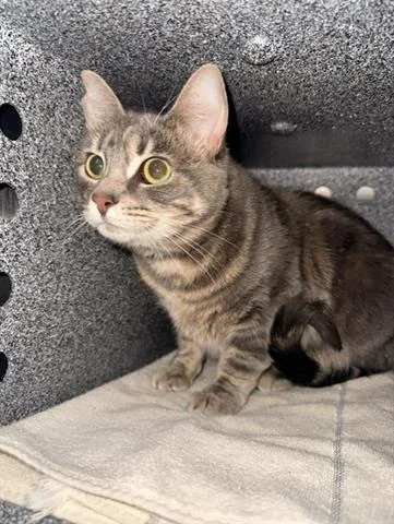 An adult medium-sized female Domestic Short Hair cat named Vixen for adoption in San Martin, CA