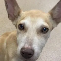 A baby medium-sized female Shepherd dog named Diamond for adoption in Brenham, TX