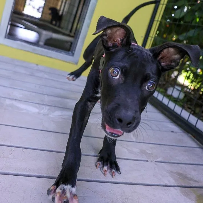 A baby medium-sized male Black Mixed Breed dog named Carter for adoption in Bradenton, FL