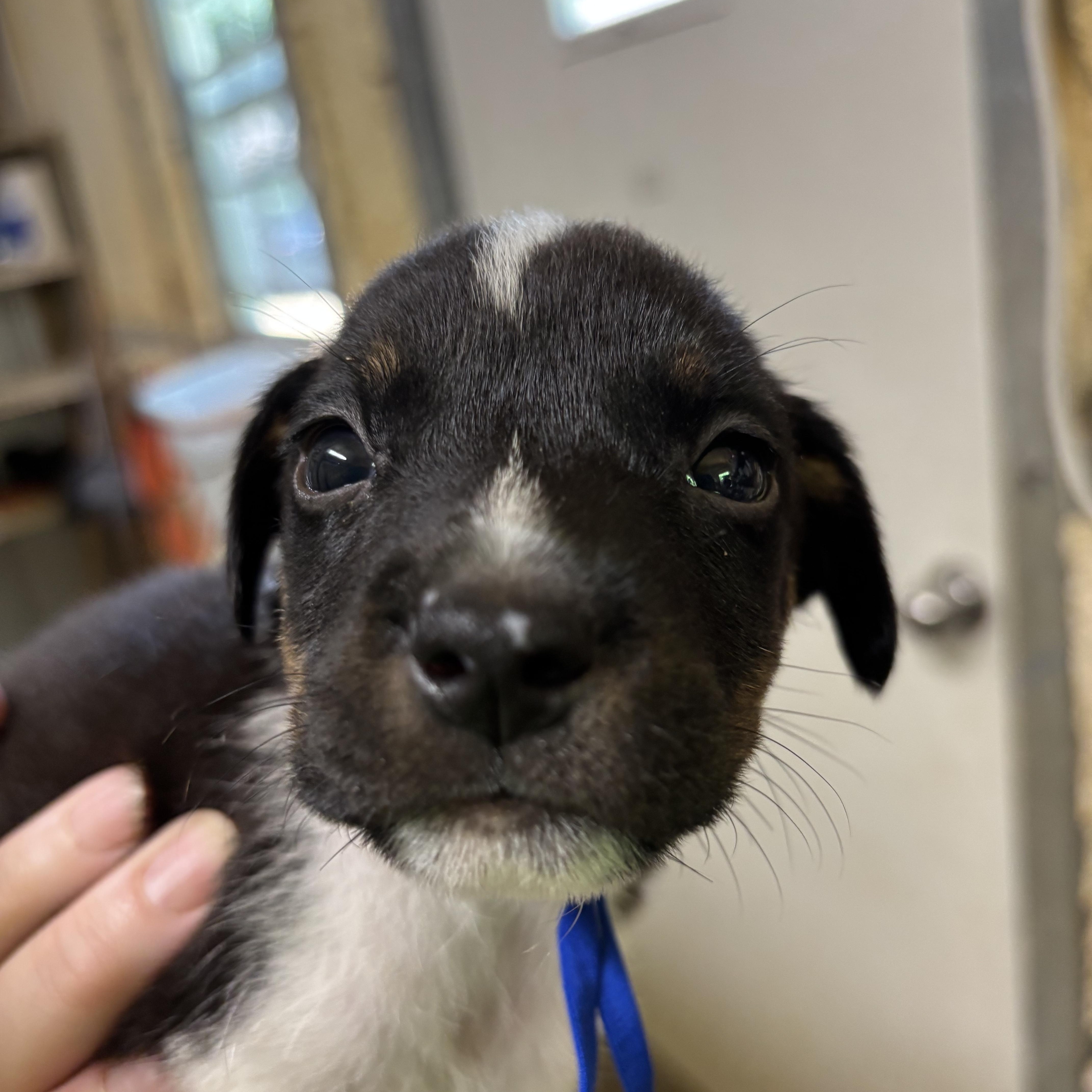 A baby medium-sized male Black Mixed Breed dog named Flint for adoption in Ruston, LA