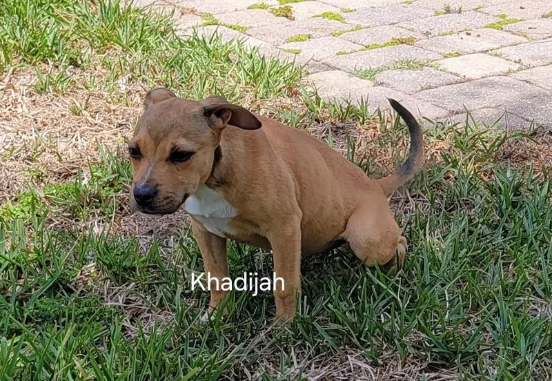 Khadijah thumbnail 2