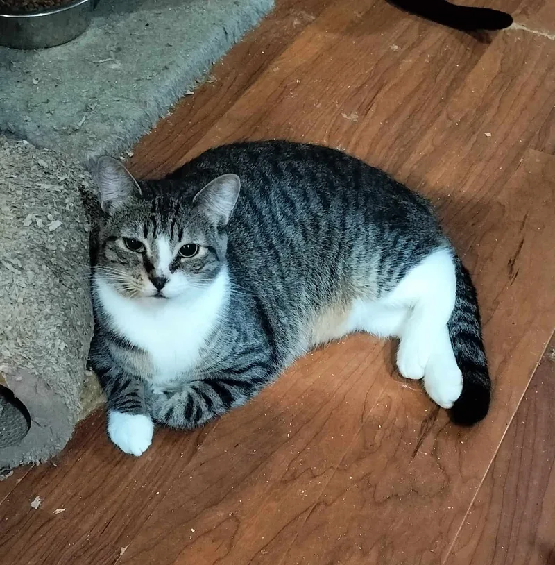A young medium-sized male Gray / Blue / Silver Tabby cat named Stuart for adoption in HEMET, CA