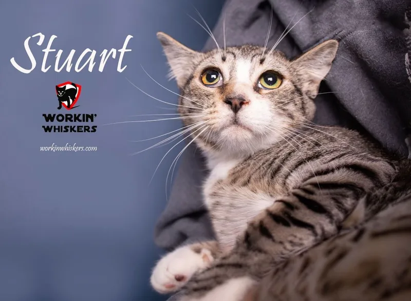 Stuart thumbnail 2