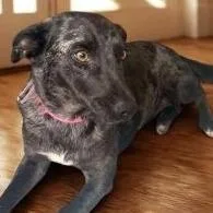Suki