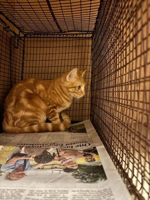 A baby small-sized unknown Domestic Short Hair cat named Stinky for adoption in Austin, TX