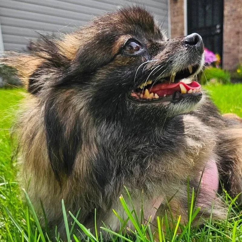 An adult small-sized female Brindle Pomeranian dog named Pixie for adoption in Avon, IN
