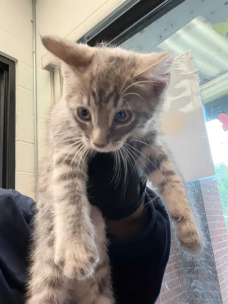A baby medium-sized male Tabby (Gray / Blue / Silver) Domestic Short Hair cat named John for adoption in Nashville, TN