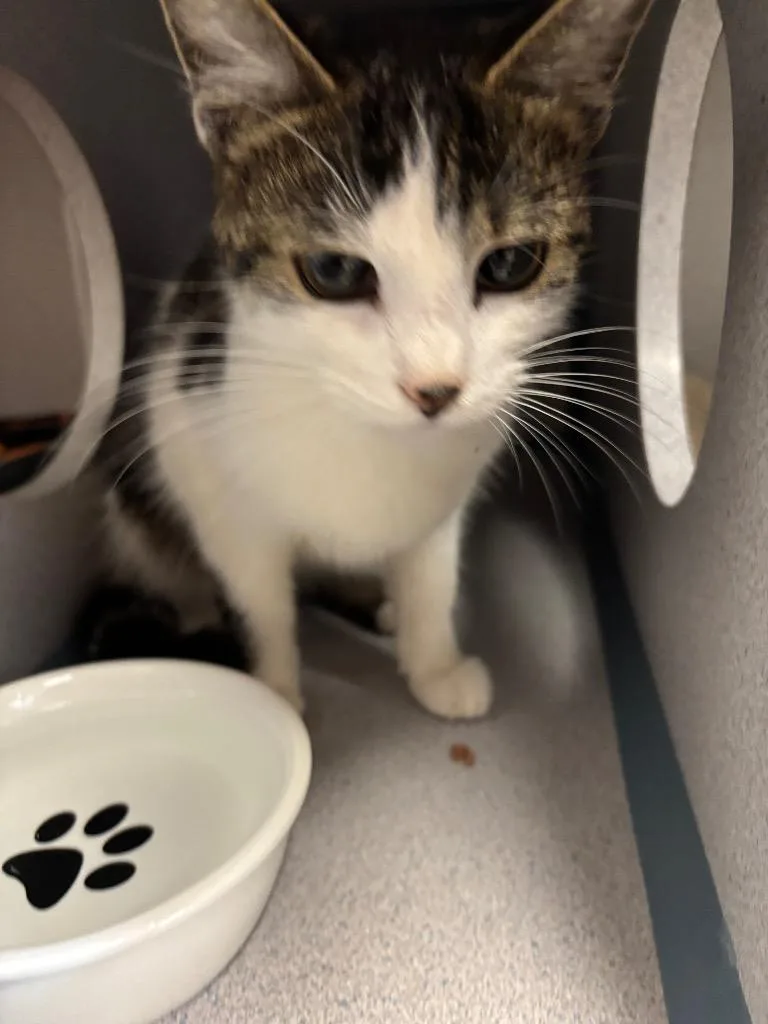 A young large-sized female Domestic Short Hair cat named Orzo for adoption in Liverpool, NY