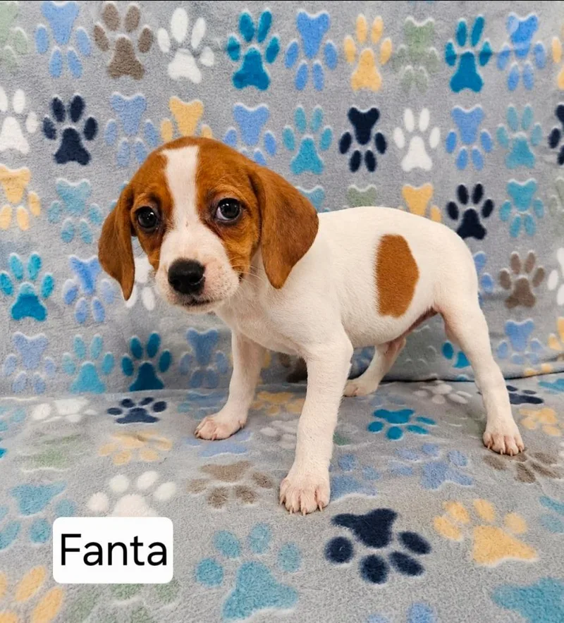 A baby medium-sized female English Coonhound dog named Fanta for adoption in Wabash, IN