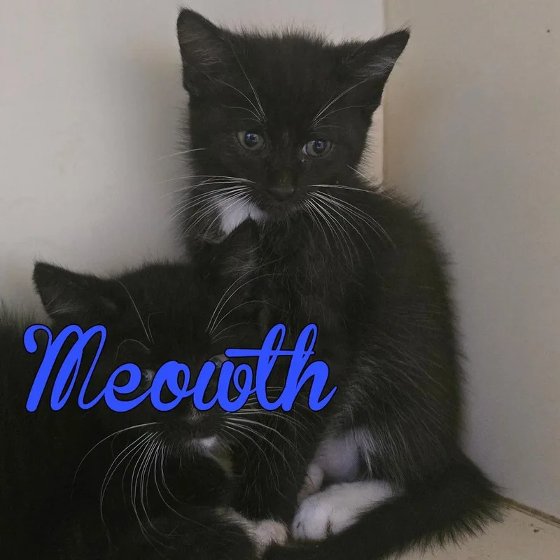 A baby large-sized male Domestic Short Hair cat named Meowth for adoption in Hillsboro, OH
