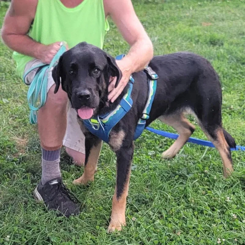 A young extra large-sized male Saint Bernard dog named Buddy for adoption in Elizabethtown, PA