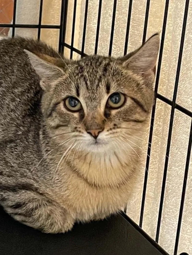 A young medium-sized male Domestic Short Hair cat named Dobby for adoption in Covington, VA