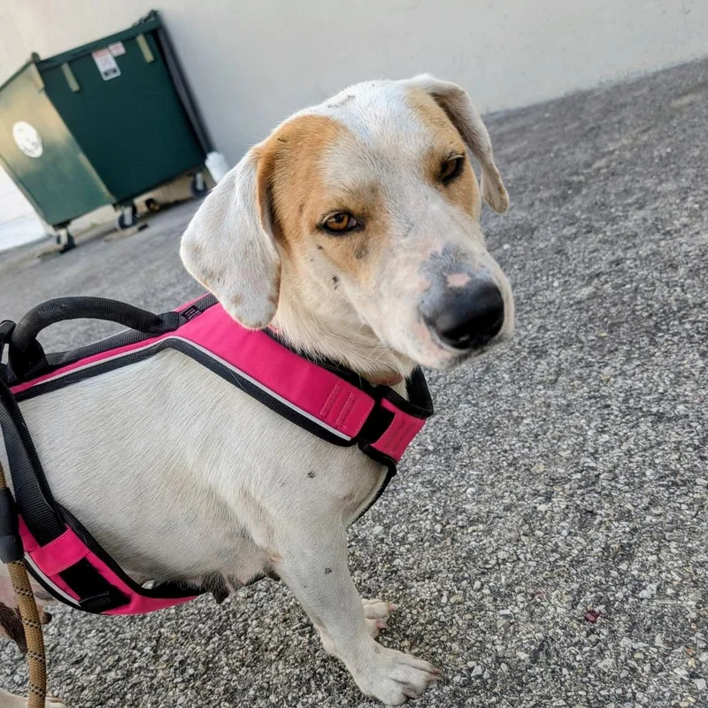 An adult medium-sized female White / Cream Pit Bull Terrier dog named Nina for adoption in West Plains, MO