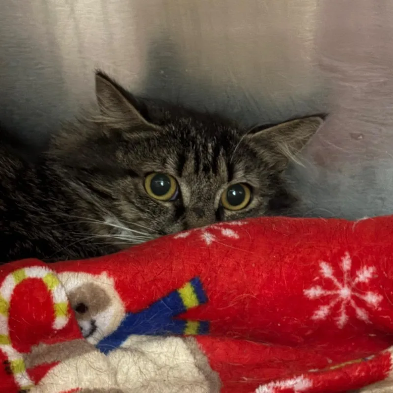 A young medium-sized female Domestic Medium Hair cat named Athena for adoption in Cumming, GA