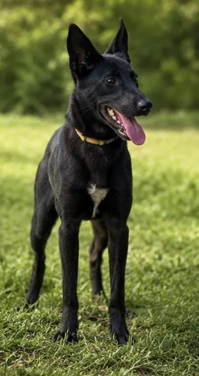 A baby medium-sized female Black German Shepherd Dog dog named Zia for adoption in Liverpool, TX