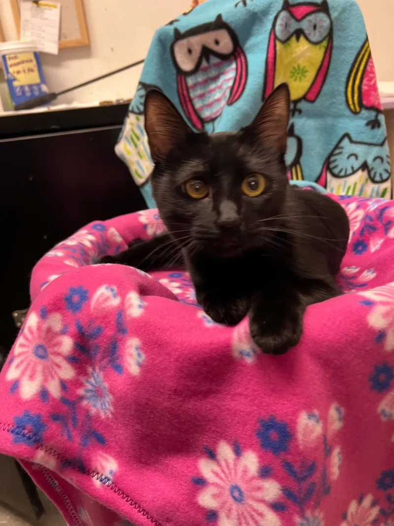 A young small-sized female Black Domestic Short Hair cat named Rylee for adoption in Mission Viejo, CA