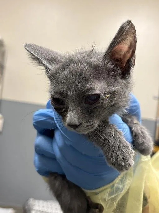 A baby small-sized female Domestic Short Hair cat named Chow Mein for adoption in Las Vegas, NV