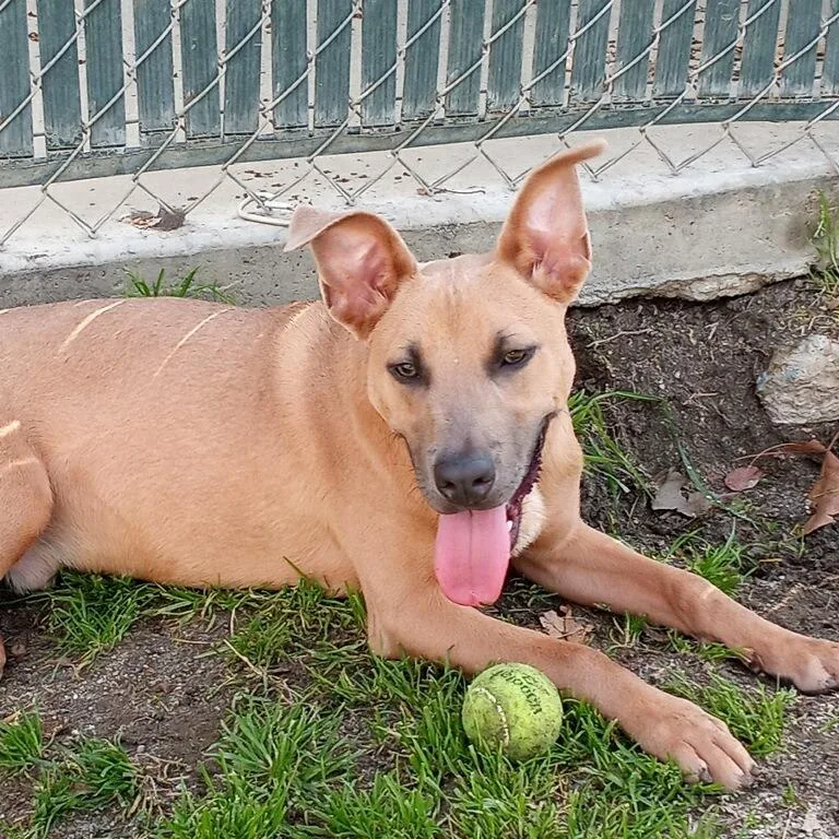 An adult medium-sized male Brown / Chocolate Bull Terrier dog named Frosty for adoption in San Jacinto, CA