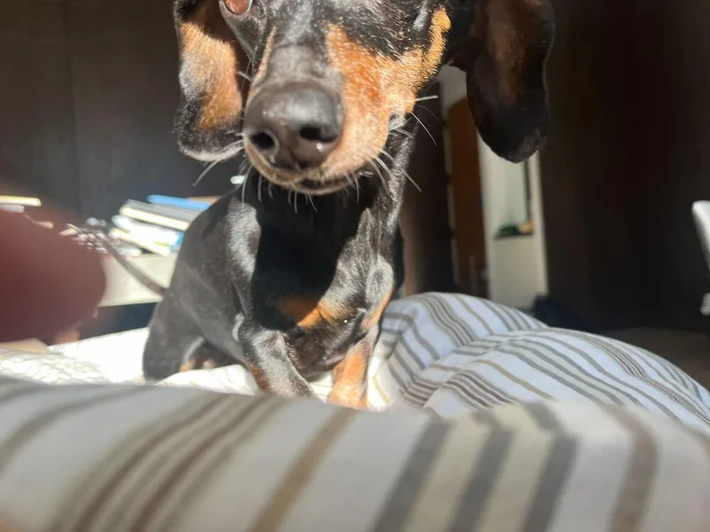 A senior small-sized female Dachshund dog named Happy for adoption in Long Island City, NY