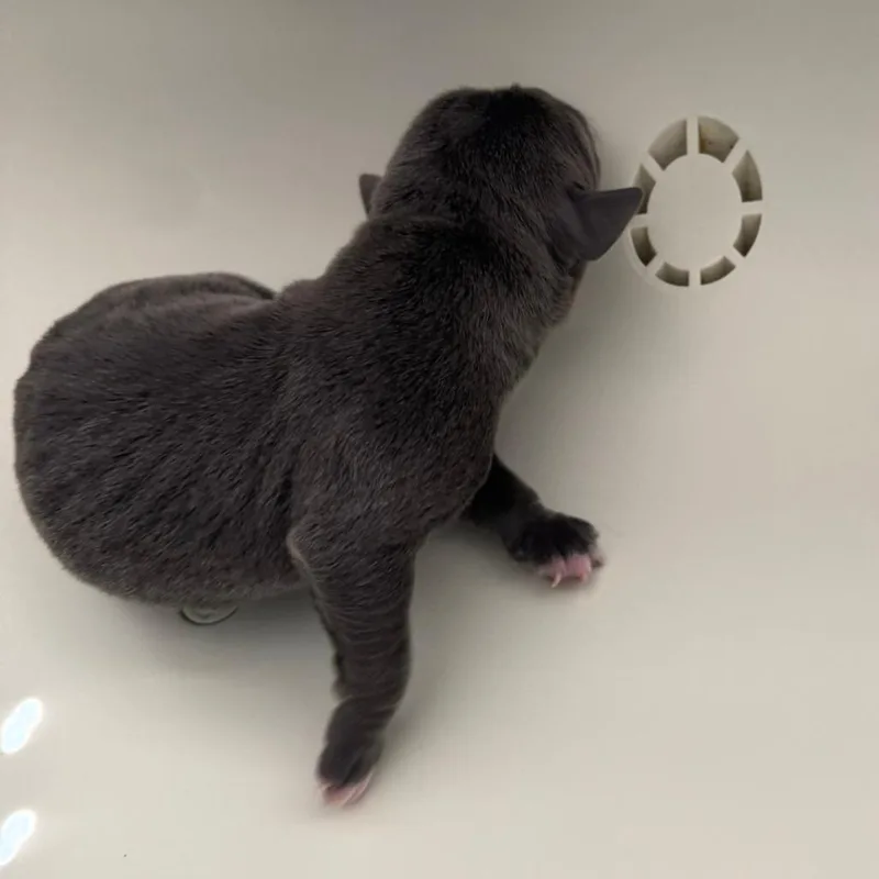 A baby small-sized male Gray / Blue / Silver Mixed Breed dog named Piers for adoption in Springboro, OH