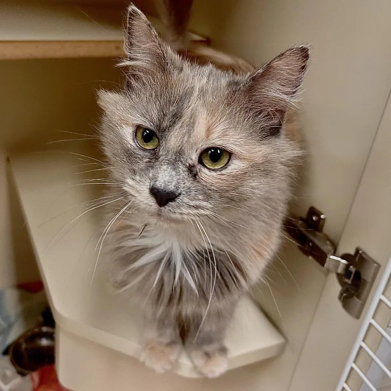 An adult medium-sized female Gray / Blue / Silver Domestic Long Hair cat named Rosie for adoption in Waynesboro, PA
