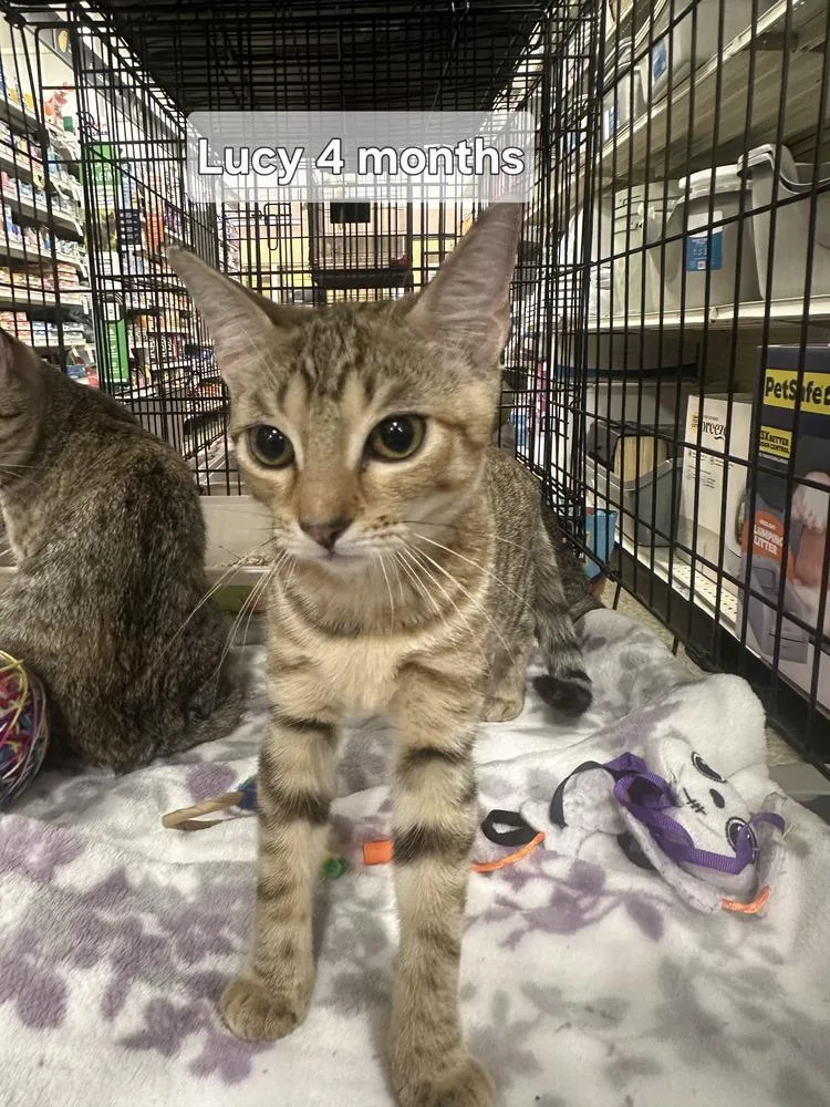 A baby small-sized female Tabby cat named Lucy for adoption in Orlando, FL