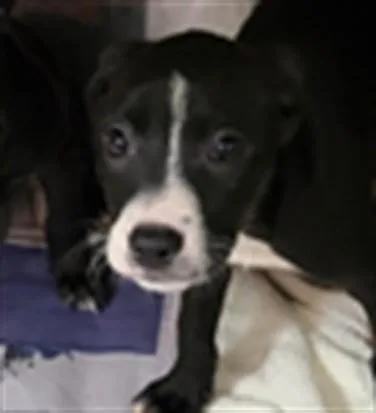 A baby small-sized female Pit Bull Terrier dog named Blossom for adoption in Los Angeles, CA