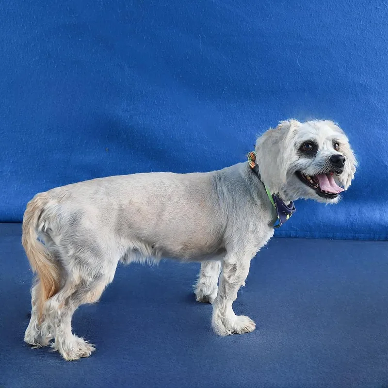 A senior medium-sized male Terrier dog named Harry for adoption in Pasadena, CA