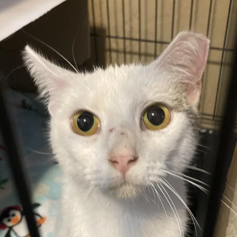 A young small-sized female White Domestic Short Hair cat named Gabby for adoption in Marion, IL