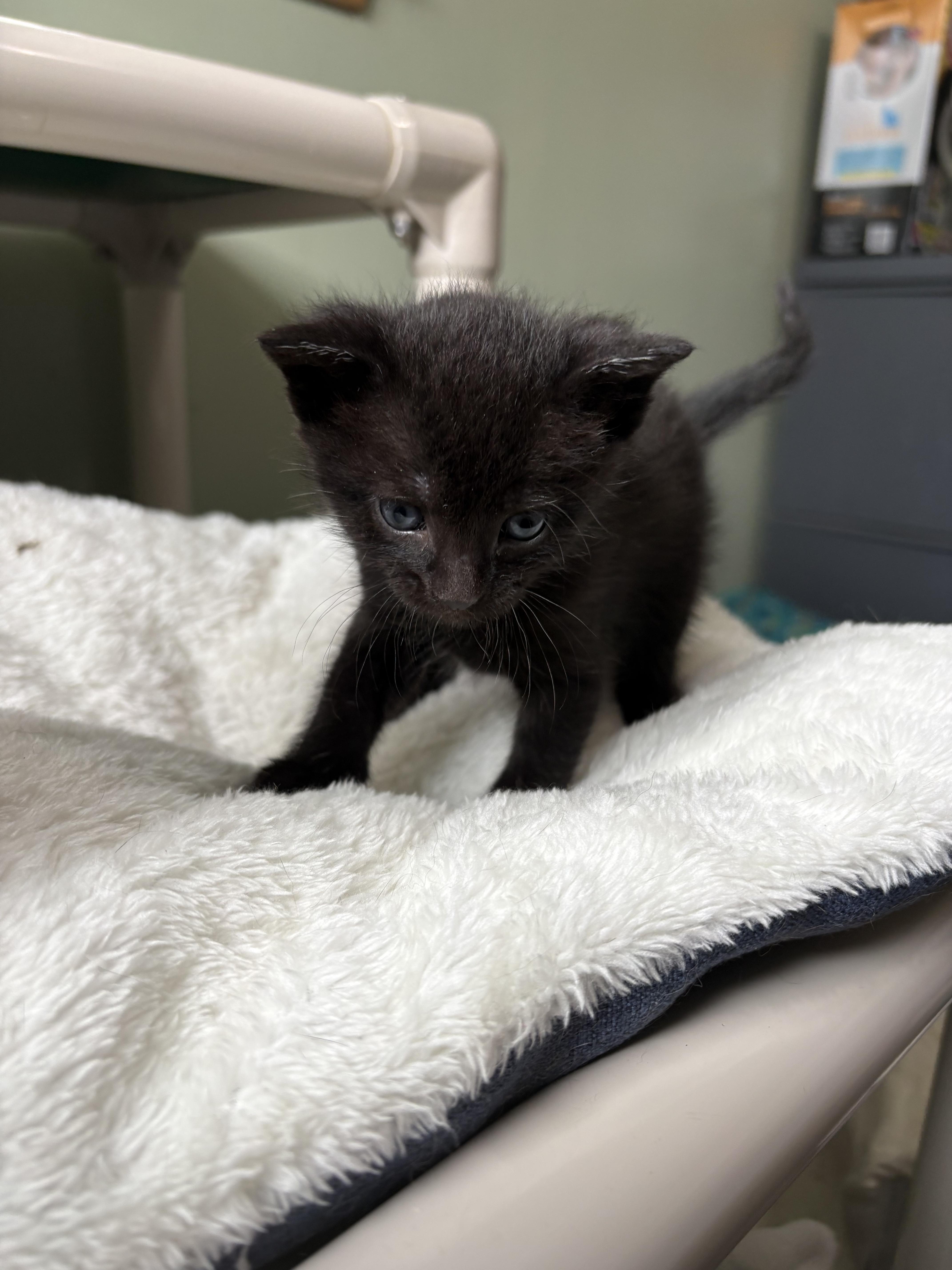 A baby medium-sized male Black Domestic Short Hair cat named Ciabatta for adoption in Geneseo, IL