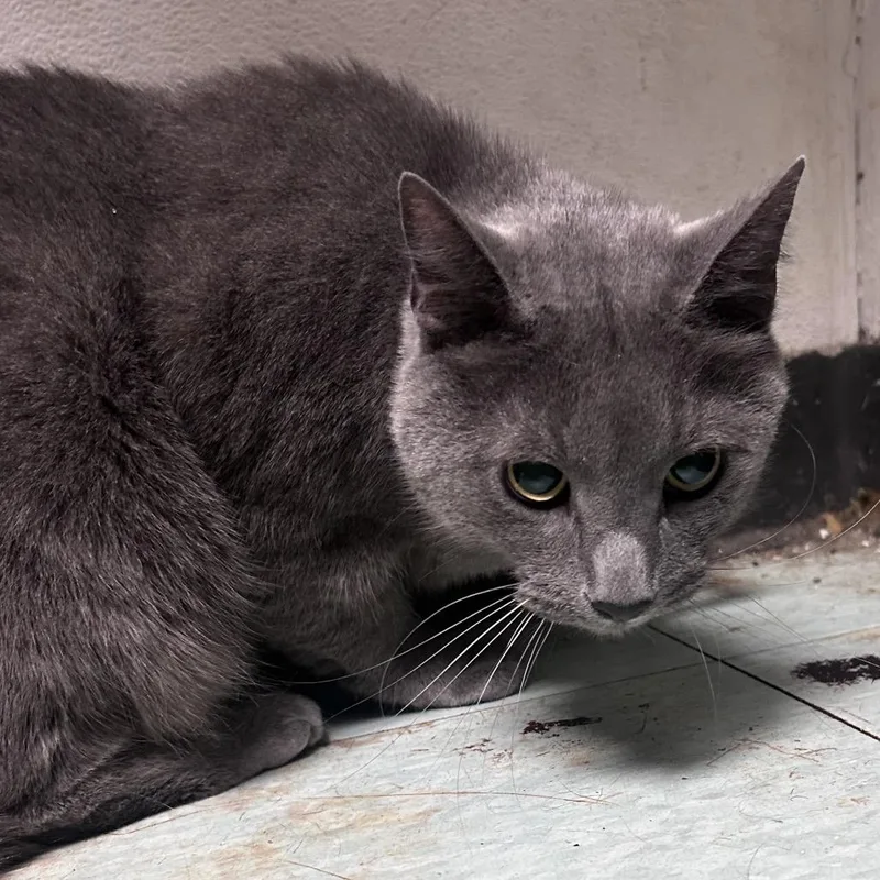 An adult large-sized male Gray / Blue / Silver Domestic Short Hair cat named Coal for adoption in Philadelphia, PA