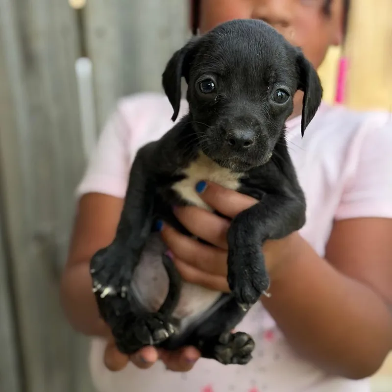 A baby small-sized female Pit Bull Terrier dog named Ava for adoption in Buffalo, MN