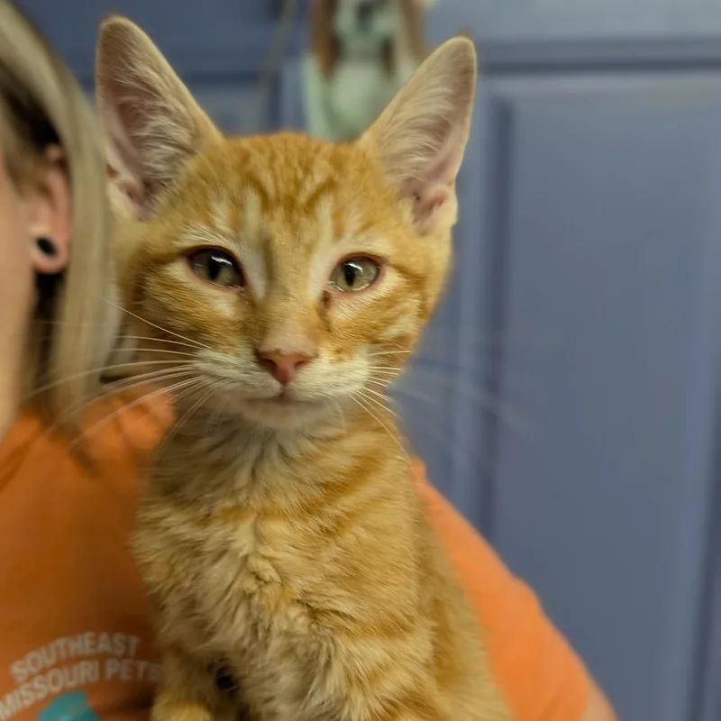 A baby medium-sized male Tabby (Orange / Red) Domestic Short Hair cat named Mayor McCheese for adoption in Cape Girardeau, MO