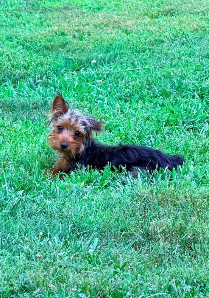 A baby small-sized male Yorkshire Terrier dog named Jumbo for adoption in Vienna , VA