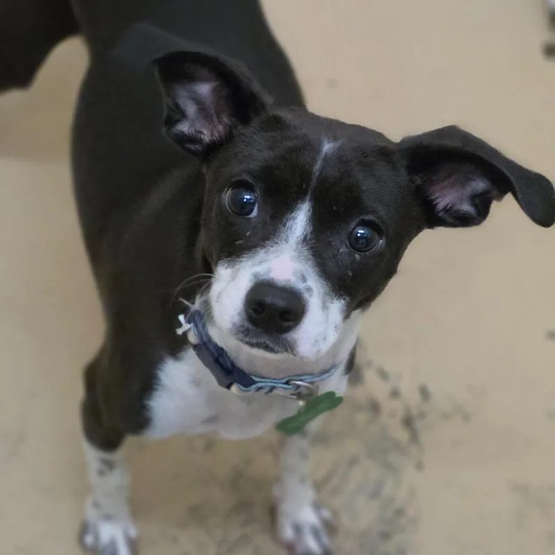 A young small-sized female Black Chihuahua dog named Marble City Of for adoption in Chino Hills, CA