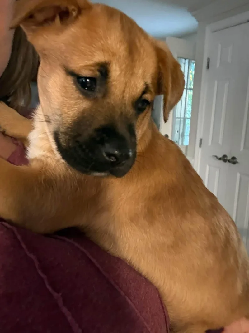 A baby medium-sized female Pit Bull Terrier dog named Wasabi for adoption in Germantown, OH