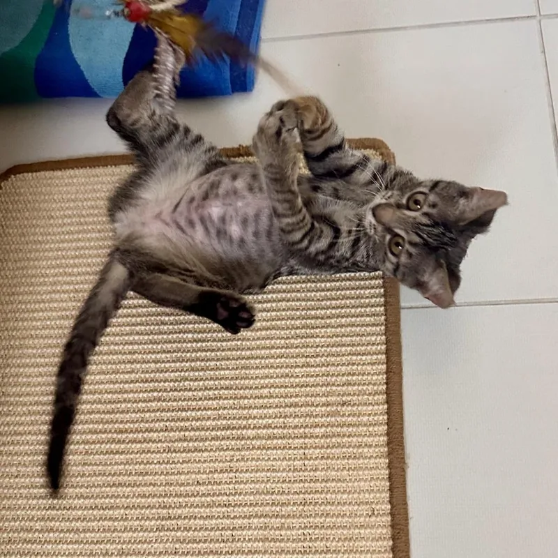 Isa