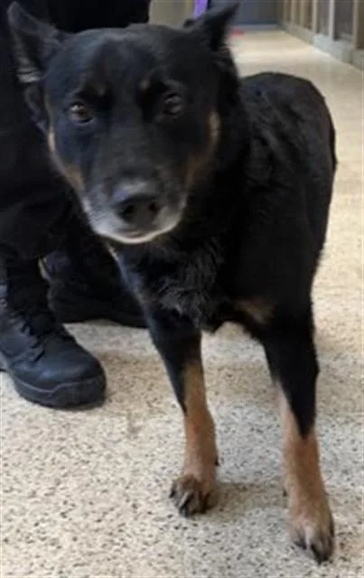 An adult large-sized male Shepherd dog named Bubba Gump for adoption in Riverside, CA
