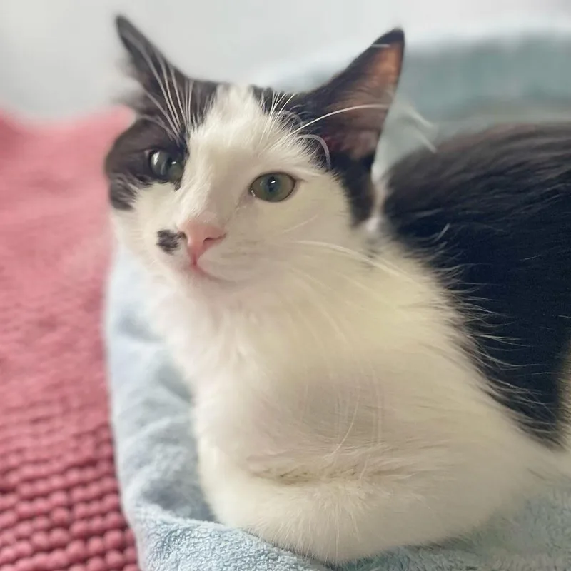 A baby small-sized female Black Domestic Short Hair cat named Ervi for adoption in Los Angeles, CA