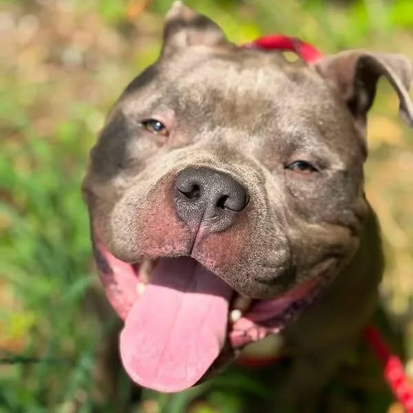 A young medium-sized male Gray / Blue / Silver Pit Bull Terrier dog named Utah for adoption in Warren, OH
