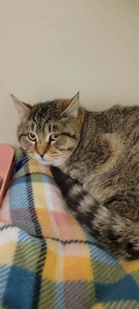 A young medium-sized female Domestic Short Hair cat named Matilda for adoption in Windsor, CT