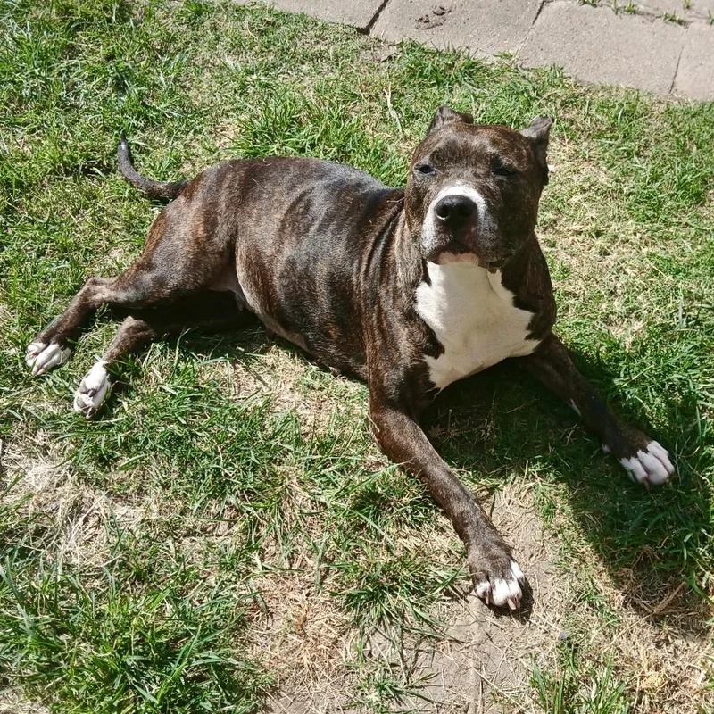 An adult large-sized female Black American Staffordshire Terrier dog named Jasmine for adoption in Houston, TX