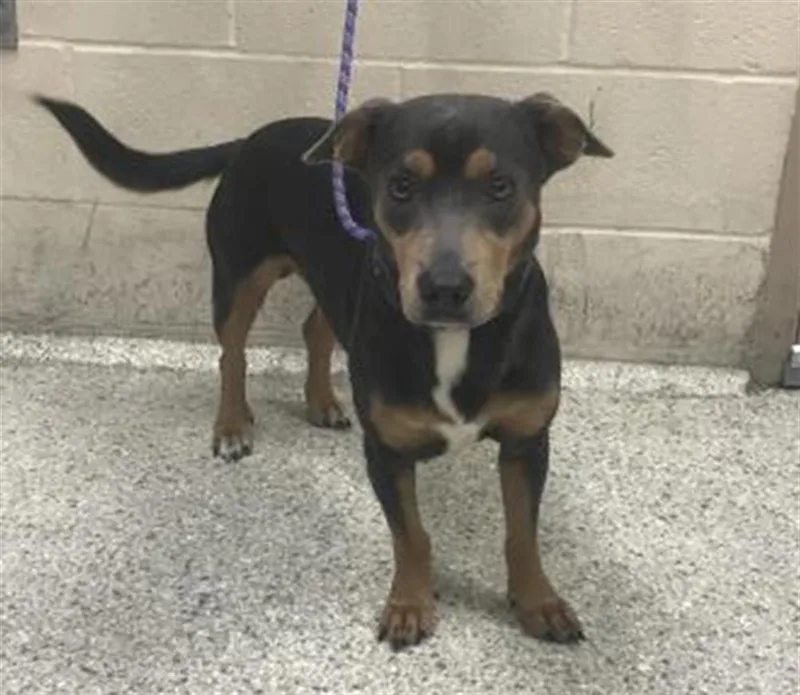 A young medium-sized male Labrador Retriever dog named Blake for adoption in Conroe, TX
