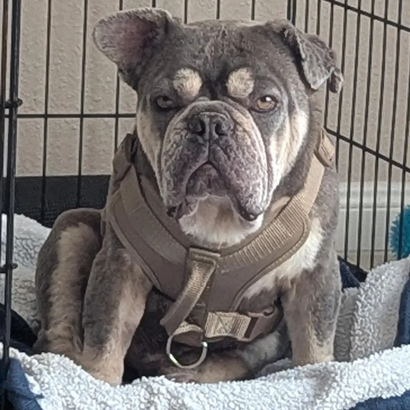 An adult medium-sized male Gray / Blue / Silver French Bulldog dog named Winston for adoption in Houston, TX