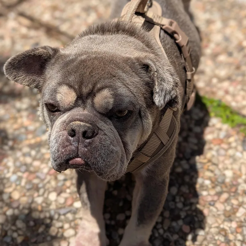 Winston thumbnail 2