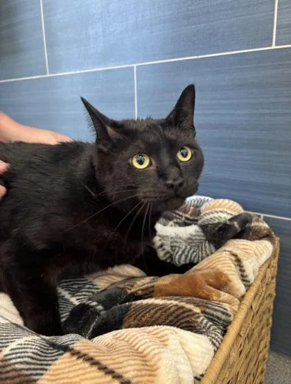An adult small-sized male Domestic Short Hair cat named Nacho for adoption in Daphne, AL