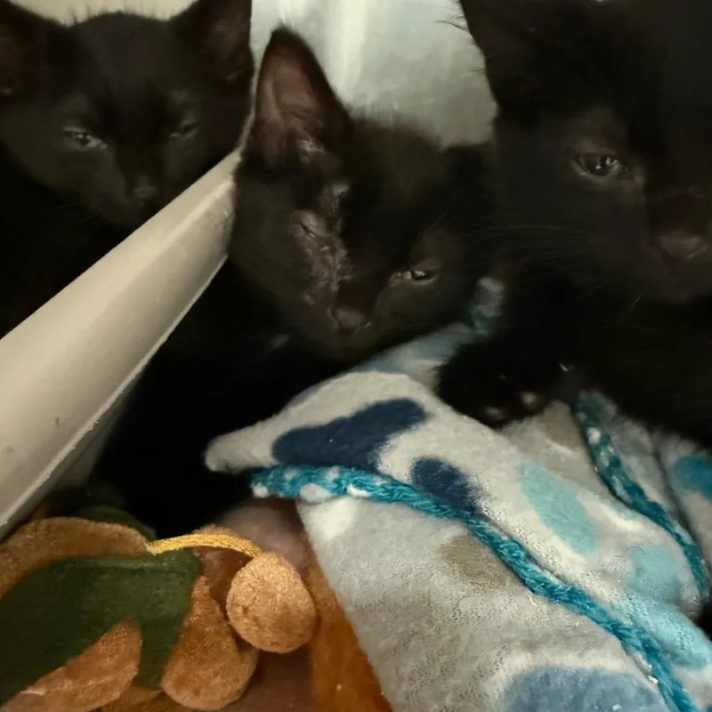 A baby small-sized male Black Domestic Short Hair cat named Mars for adoption in Richmond, IN