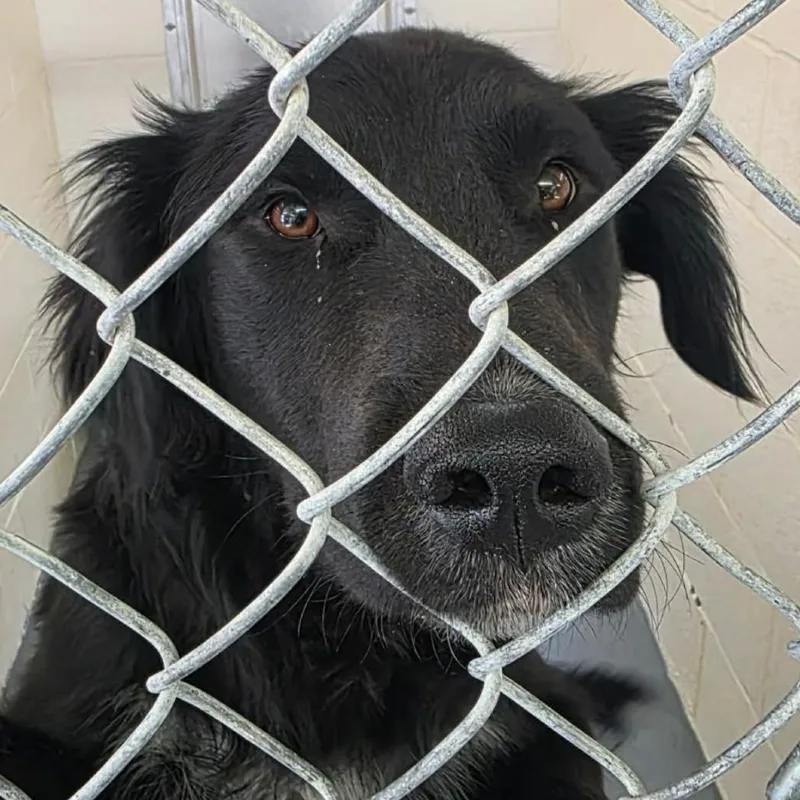 A young medium-sized male Black Labrador Retriever dog named Churro for adoption in Carlin, NV